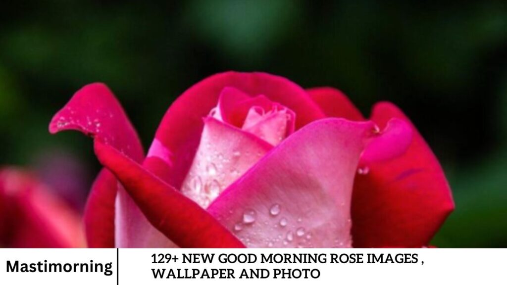 129+ New Good Morning Rose Images , Wallpaper and Photo