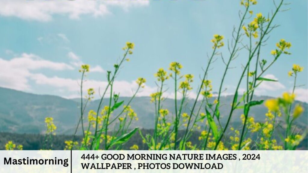 444+ Good Morning Nature Images , 2024 Wallpaper , photos Download