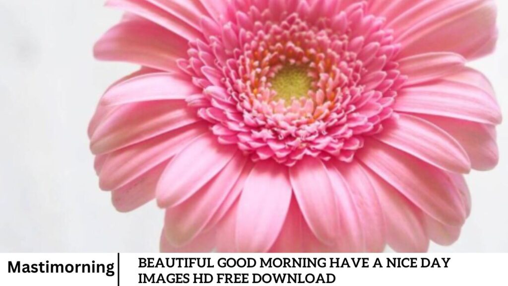 Beautiful Good Morning Have A Nice Day Images HD Free Download