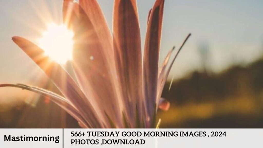 566+ Tuesday Good Morning Images , 2024 Photos ,Download