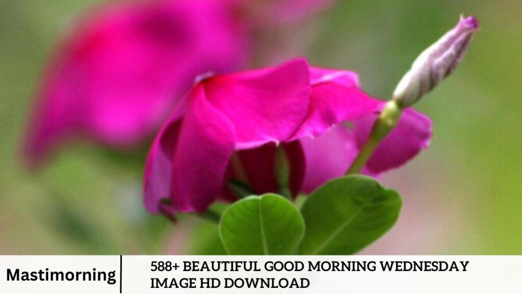 588+ Beautiful Good Morning Wednesday image HD Download