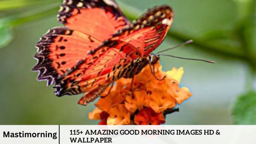 115+ Amazing Good Morning Images HD & Wallpaper