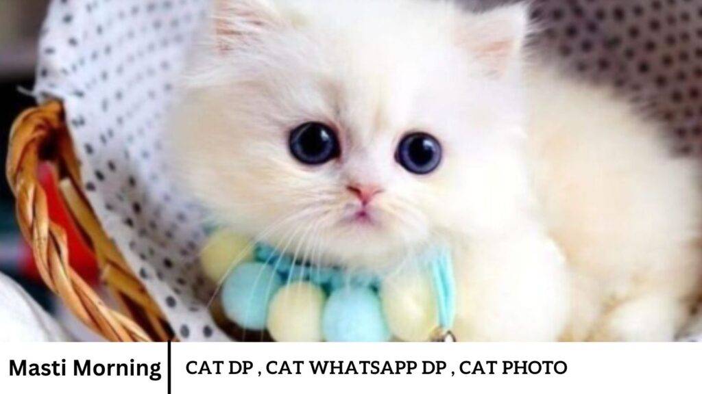 Cat Dp , Cat WhatsApp DP , Cat Photo